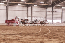 Pete's Photography photographs of the 2024 Ancaster Fairgrounds cattle sorting and six horse hitch demonstration in wide angle format.