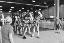 Pete's Photography photographs of the 2024 Ancaster Fairgrounds cattle sorting and six horse hitch demonstration in wide angle format.