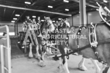 Pete's Photography photographs of the 2024 Ancaster Fairgrounds cattle sorting and six horse hitch demonstration in wide angle format.