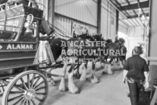 Pete's Photography photographs of the 2024 Ancaster Fairgrounds cattle sorting and six horse hitch demonstration in wide angle format.