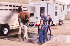 Ancaster Fair September 21, 2024 - Single horse cart and Six horse hitch presentations - equine photographer - equine photography - draft horse - draft horses.