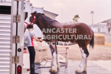 Ancaster Fair September 21, 2024 - Single horse cart and Six horse hitch presentations - equine photographer - equine photography - draft horse - draft horses.