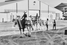 Ancaster Fair September 21, 2024 - Single horse cart and Six horse hitch presentations - equine photographer - equine photography - draft horse - draft horses.