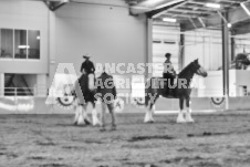 Ancaster Fair September 21, 2024 - Single horse cart and Six horse hitch presentations - equine photographer - equine photography - draft horse - draft horses.