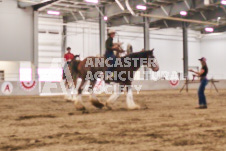 Ancaster Fair September 21, 2024 - Single horse cart and Six horse hitch presentations - equine photographer - equine photography - draft horse - draft horses.