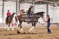 Ancaster Fair September 21, 2024 - Single horse cart and Six horse hitch presentations - equine photographer - equine photography - draft horse - draft horses.