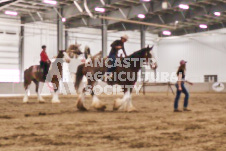 Ancaster Fair September 21, 2024 - Single horse cart and Six horse hitch presentations - equine photographer - equine photography - draft horse - draft horses.