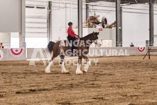 Ancaster Fair September 21, 2024 - Single horse cart and Six horse hitch presentations - equine photographer - equine photography - draft horse - draft horses.