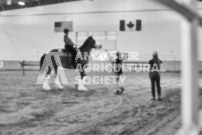 Ancaster Fair September 21, 2024 - Single horse cart and Six horse hitch presentations - equine photographer - equine photography - draft horse - draft horses.