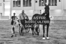 Ancaster Fair September 21, 2024 - Single horse cart and Six horse hitch presentations - equine photographer - equine photography - draft horse - draft horses.