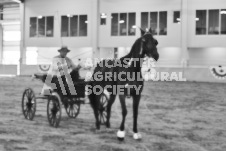 Ancaster Fair September 21, 2024 - Single horse cart and Six horse hitch presentations - equine photographer - equine photography - draft horse - draft horses.