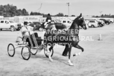 Ancaster Fair September 21, 2024 - Single horse cart and Six horse hitch presentations - equine photographer - equine photography - draft horse - draft horses.