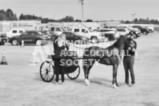 Ancaster Fair September 21, 2024 - Single horse cart and Six horse hitch presentations - equine photographer - equine photography - draft horse - draft horses.