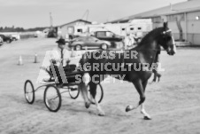 Ancaster Fair September 21, 2024 - Single horse cart and Six horse hitch presentations - equine photographer - equine photography - draft horse - draft horses.