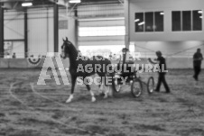 Ancaster Fair September 21, 2024 - Single horse cart and Six horse hitch presentations - equine photographer - equine photography - draft horse - draft horses.