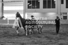 Ancaster Fair September 21, 2024 - Single horse cart and Six horse hitch presentations - equine photographer - equine photography - draft horse - draft horses.