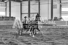 Ancaster Fair September 21, 2024 - Single horse cart and Six horse hitch presentations - equine photographer - equine photography - draft horse - draft horses.