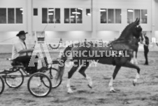 Ancaster Fair September 21, 2024 - Single horse cart and Six horse hitch presentations - equine photographer - equine photography - draft horse - draft horses.