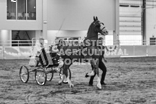 Ancaster Fair September 21, 2024 - Single horse cart and Six horse hitch presentations - equine photographer - equine photography - draft horse - draft horses.