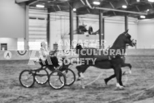 Ancaster Fair September 21, 2024 - Single horse cart and Six horse hitch presentations - equine photographer - equine photography - draft horse - draft horses.