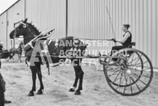 Ancaster Fair September 21, 2024 - Single horse cart and Six horse hitch presentations - equine photographer - equine photography - draft horse - draft horses.