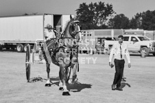 Ancaster Fair September 21, 2024 - Single horse cart and Six horse hitch presentations - equine photographer - equine photography - draft horse - draft horses.