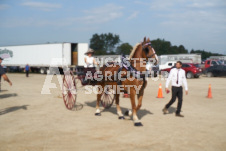 Ancaster Fair September 21, 2024 - Single horse cart and Six horse hitch presentations - equine photographer - equine photography - draft horse - draft horses.