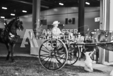 Ancaster Fair September 21, 2024 - Single horse cart and Six horse hitch presentations - equine photographer - equine photography - draft horse - draft horses.