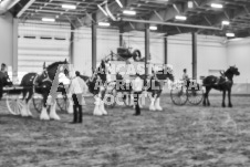 Ancaster Fair September 21, 2024 - Single horse cart and Six horse hitch presentations - equine photographer - equine photography - draft horse - draft horses.