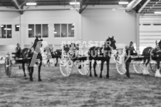 Ancaster Fair September 21, 2024 - Single horse cart and Six horse hitch presentations - equine photographer - equine photography - draft horse - draft horses.