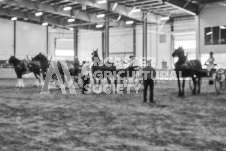 Ancaster Fair September 21, 2024 - Single horse cart and Six horse hitch presentations - equine photographer - equine photography - draft horse - draft horses.