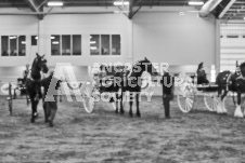 Ancaster Fair September 21, 2024 - Single horse cart and Six horse hitch presentations - equine photographer - equine photography - draft horse - draft horses.