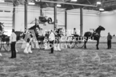 Ancaster Fair September 21, 2024 - Single horse cart and Six horse hitch presentations - equine photographer - equine photography - draft horse - draft horses.