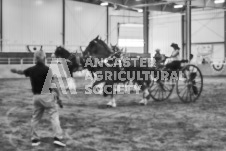 Ancaster Fair September 21, 2024 - Single horse cart and Six horse hitch presentations - equine photographer - equine photography - draft horse - draft horses.