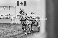 Ancaster Fair September 21, 2024 - Single horse cart and Six horse hitch presentations - equine photographer - equine photography - draft horse - draft horses.