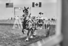 Ancaster Fair September 21, 2024 - Single horse cart and Six horse hitch presentations - equine photographer - equine photography - draft horse - draft horses.