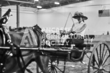 Ancaster Fair September 21, 2024 - Single horse cart and Six horse hitch presentations - equine photographer - equine photography - draft horse - draft horses.