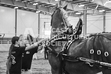 Ancaster Fair September 21, 2024 - Single horse cart and Six horse hitch presentations - equine photographer - equine photography - draft horse - draft horses.