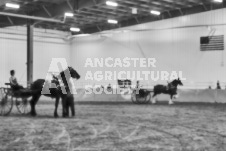 Ancaster Fair September 21, 2024 - Single horse cart and Six horse hitch presentations - equine photographer - equine photography - draft horse - draft horses.