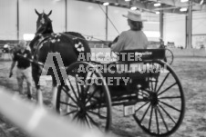 Ancaster Fair September 21, 2024 - Single horse cart and Six horse hitch presentations - equine photographer - equine photography - draft horse - draft horses.