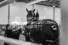 Ancaster Fair September 21, 2024 - Single horse cart and Six horse hitch presentations - equine photographer - equine photography - draft horse - draft horses.