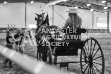 Ancaster Fair September 21, 2024 - Single horse cart and Six horse hitch presentations - equine photographer - equine photography - draft horse - draft horses.