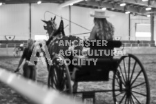 Ancaster Fair September 21, 2024 - Single horse cart and Six horse hitch presentations - equine photographer - equine photography - draft horse - draft horses.