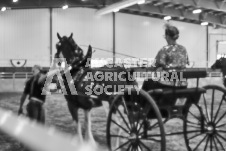 Ancaster Fair September 21, 2024 - Single horse cart and Six horse hitch presentations - equine photographer - equine photography - draft horse - draft horses.