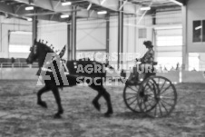 Ancaster Fair September 21, 2024 - Single horse cart and Six horse hitch presentations - equine photographer - equine photography - draft horse - draft horses.