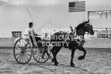 Ancaster Fair September 21, 2024 - Single horse cart and Six horse hitch presentations - equine photographer - equine photography - draft horse - draft horses.