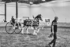 Ancaster Fair September 21, 2024 - Single horse cart and Six horse hitch presentations - equine photographer - equine photography - draft horse - draft horses.