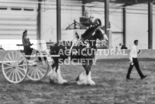 Ancaster Fair September 21, 2024 - Single horse cart and Six horse hitch presentations - equine photographer - equine photography - draft horse - draft horses.