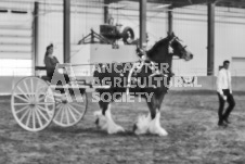 Ancaster Fair September 21, 2024 - Single horse cart and Six horse hitch presentations - equine photographer - equine photography - draft horse - draft horses.