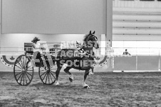 Ancaster Fair September 21, 2024 - Single horse cart and Six horse hitch presentations - equine photographer - equine photography - draft horse - draft horses.